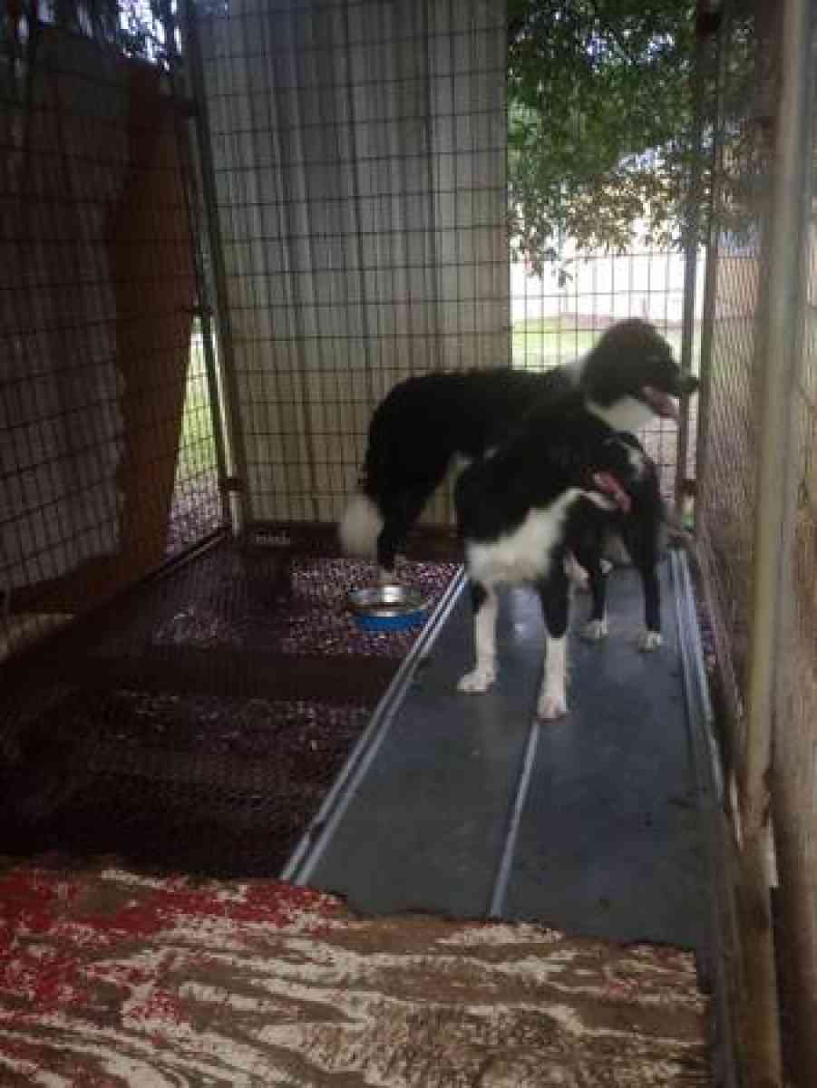 Border Collies puppies