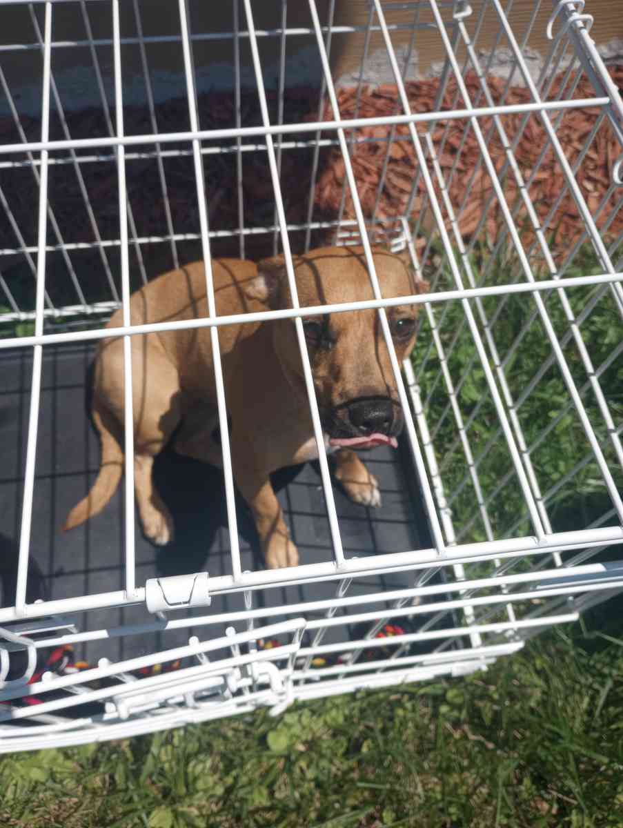 almost 1yr old Chihuahua