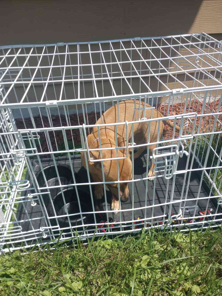 almost 1yr old Chihuahua