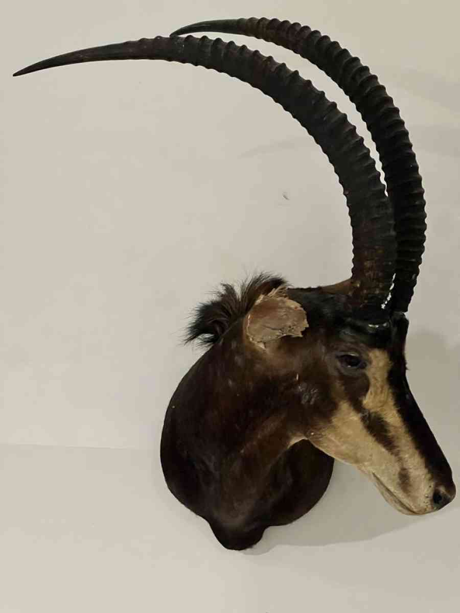 2 Elk heads taxidermy