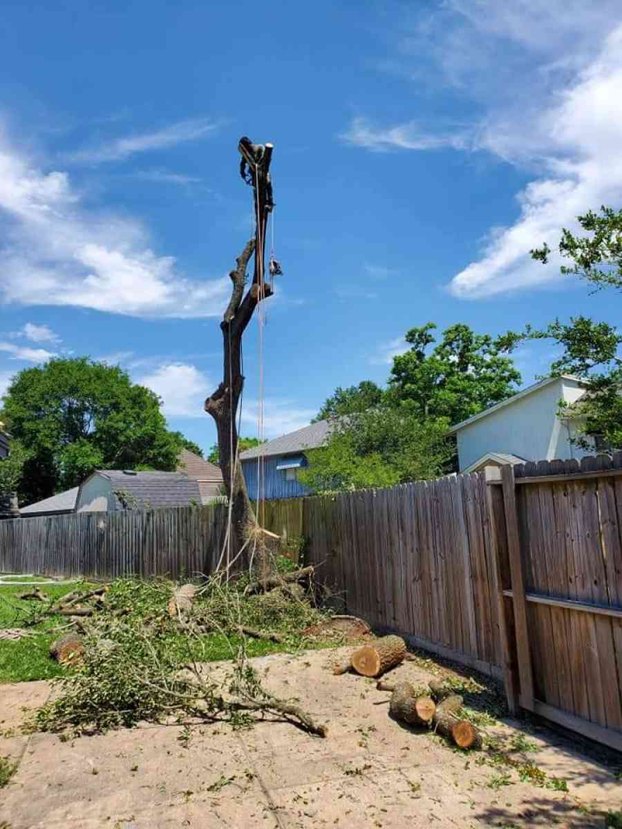 tree Cut  or trim