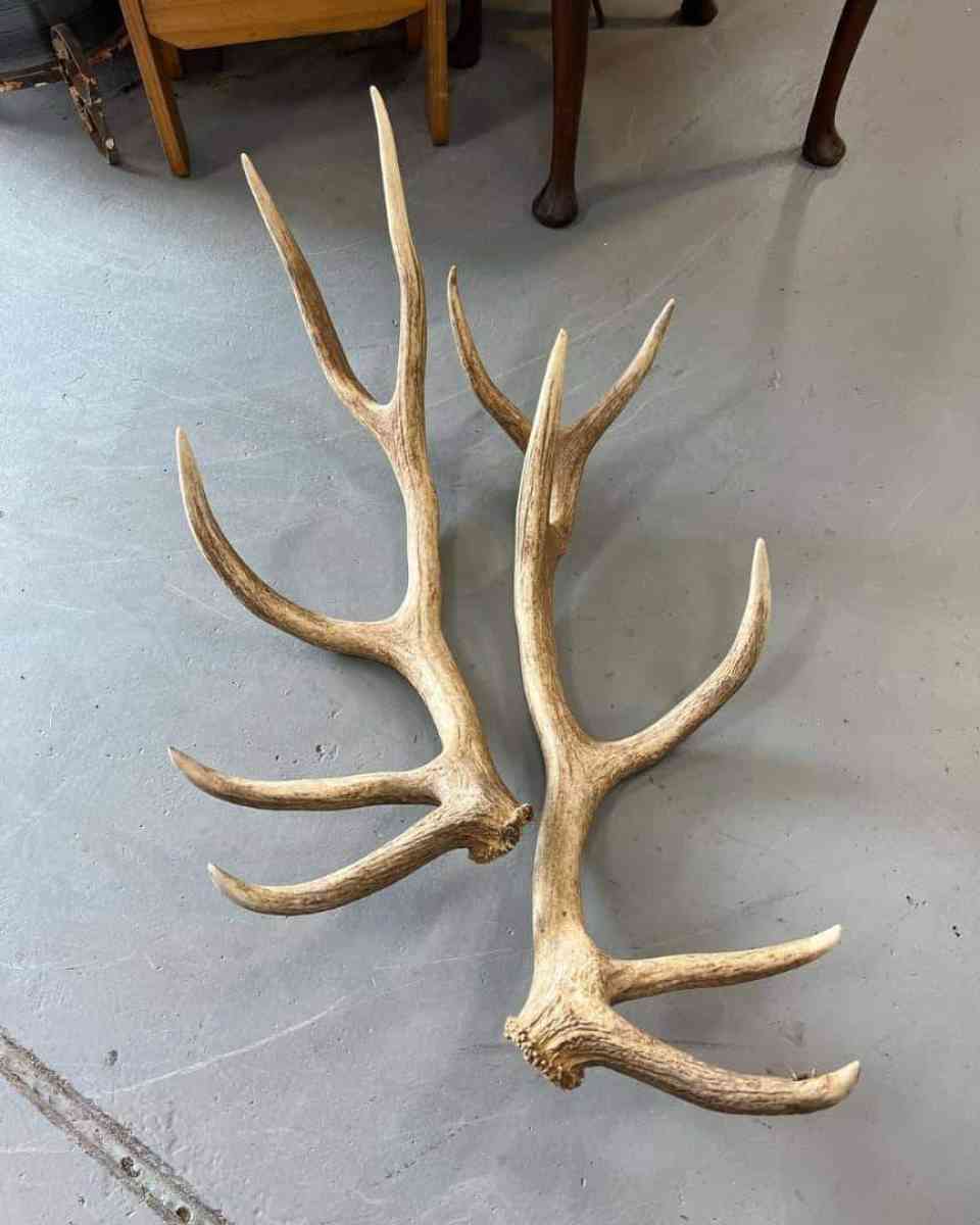 deer antler