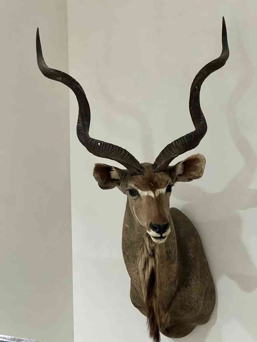 2 Elk heads taxidermy