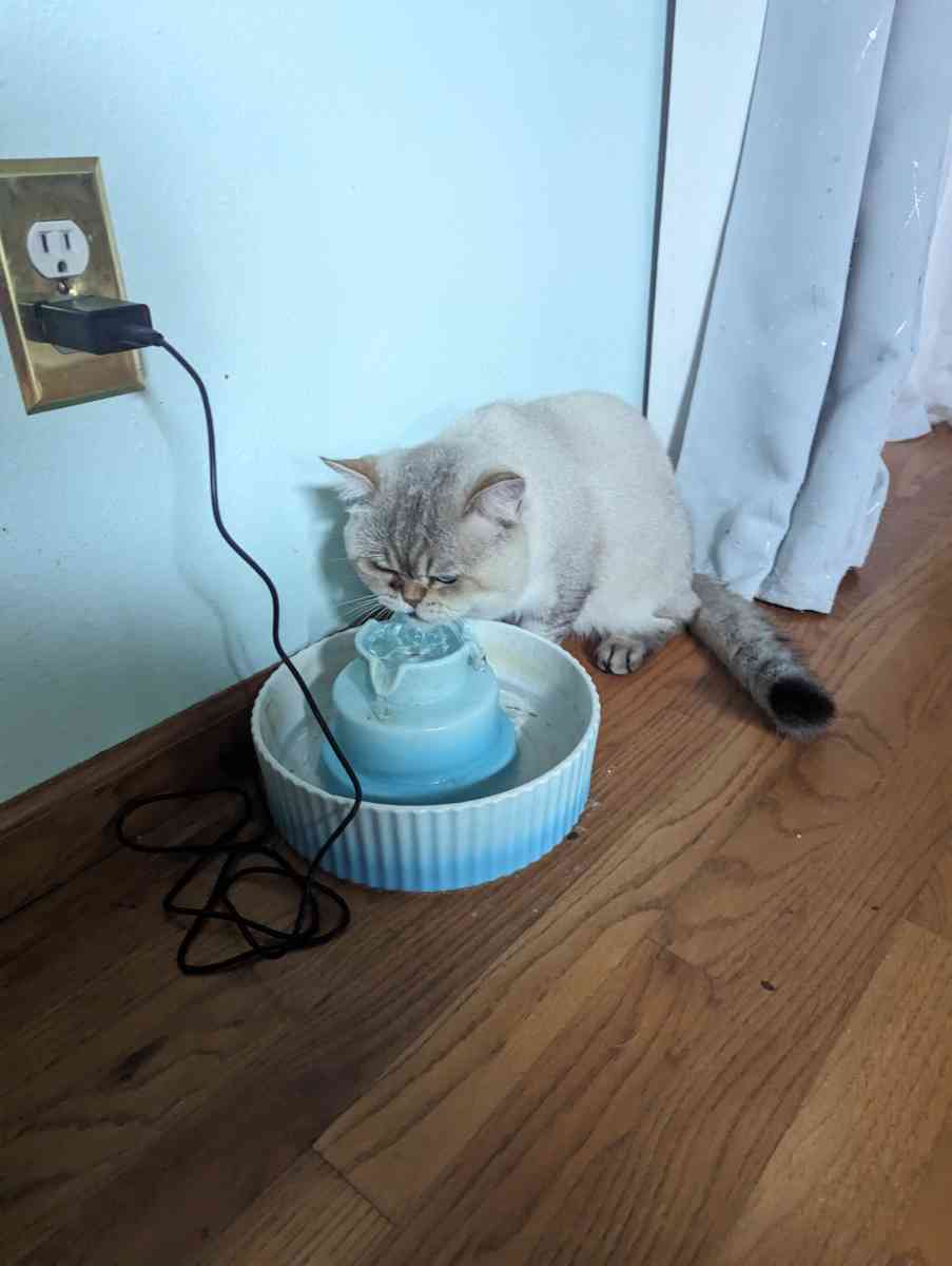 adult male chinchilla male full grown