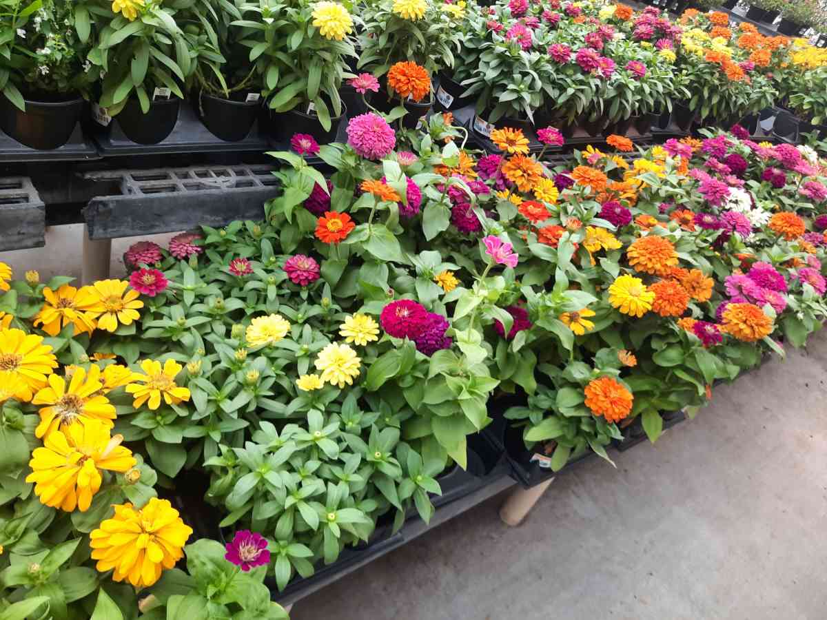 no sale  landscape Instalation