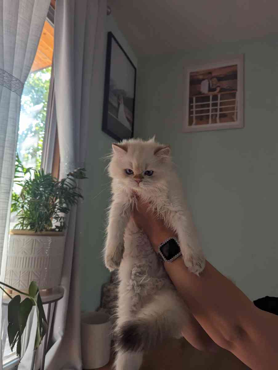 Chinchilla Kitten fluffy male