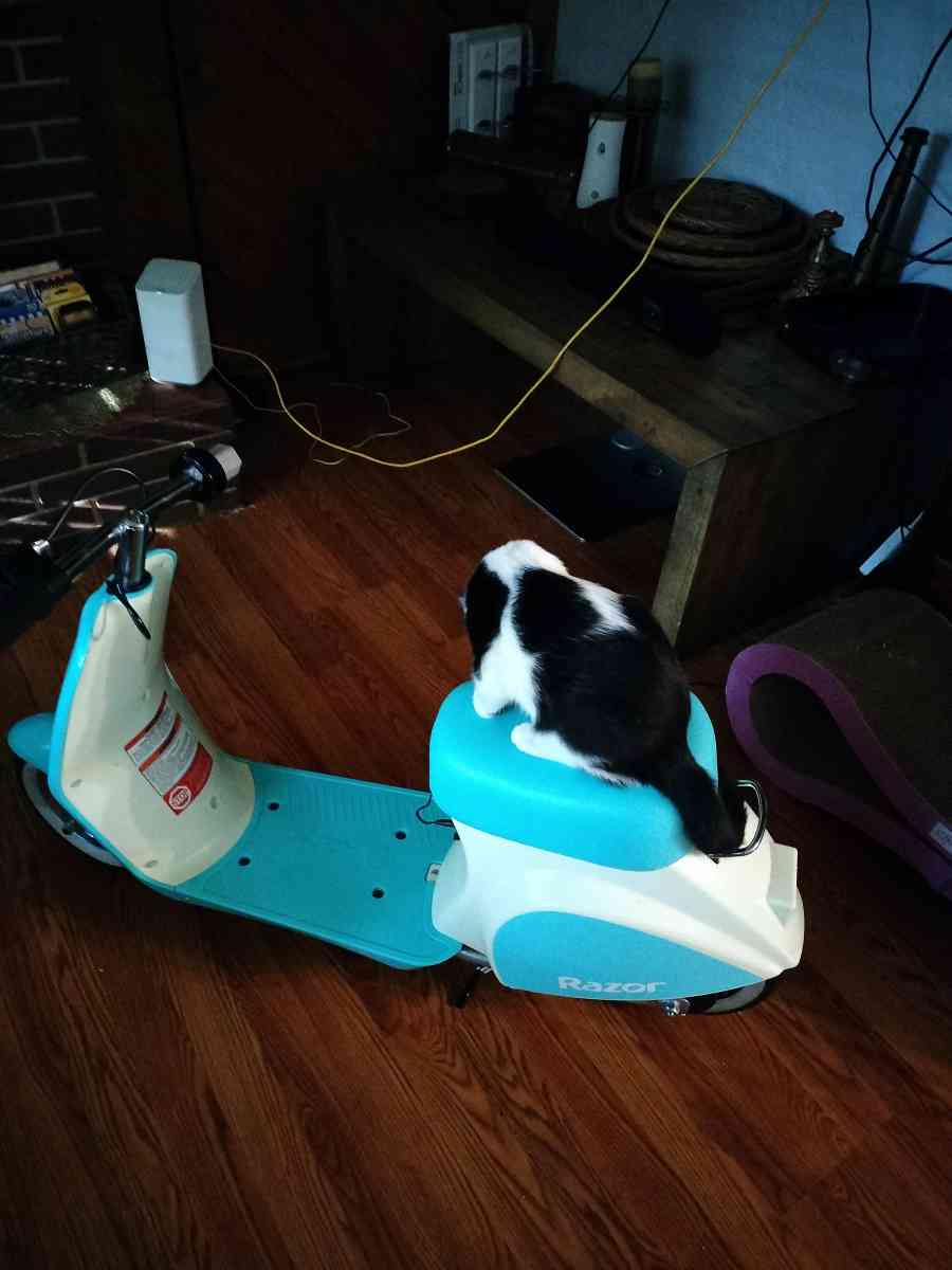 razor pocket pod petit