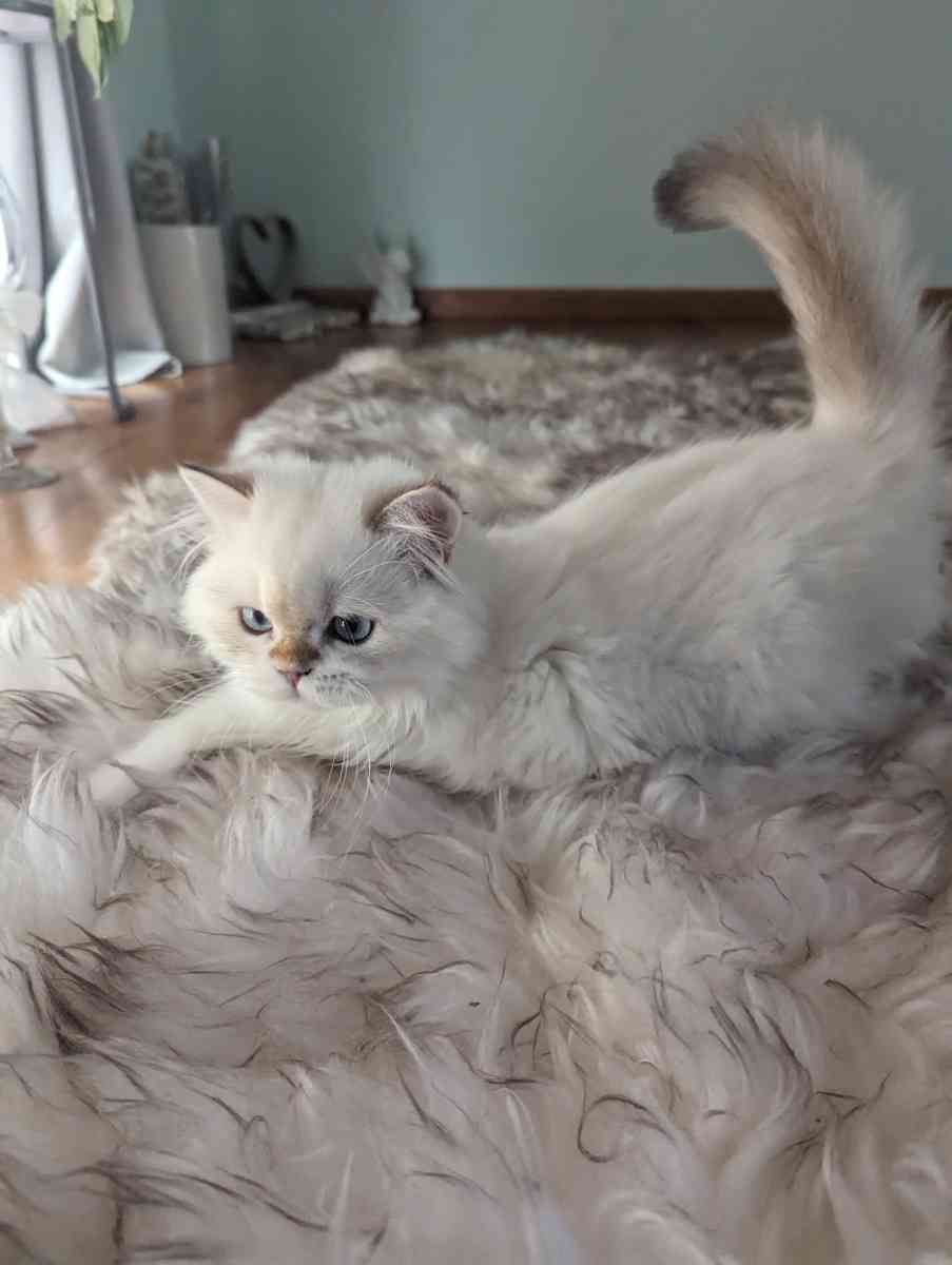 Chinchilla Kitten fluffy male