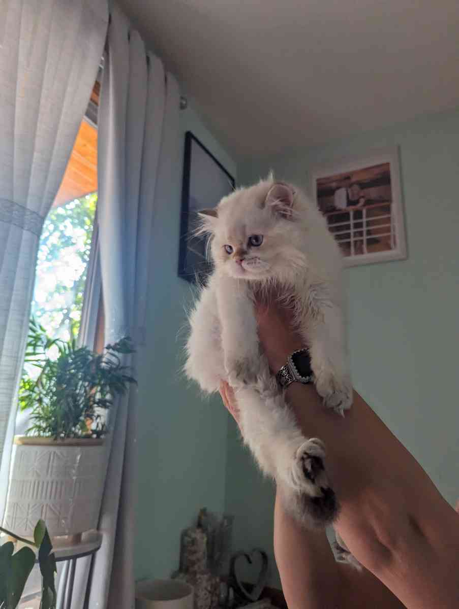 Chinchilla Kitten fluffy male