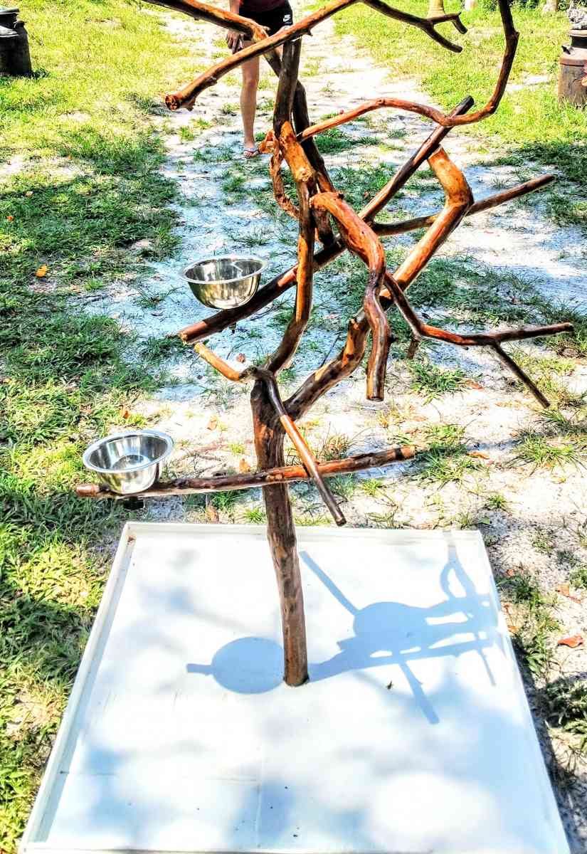 custom exotic bird perch stands