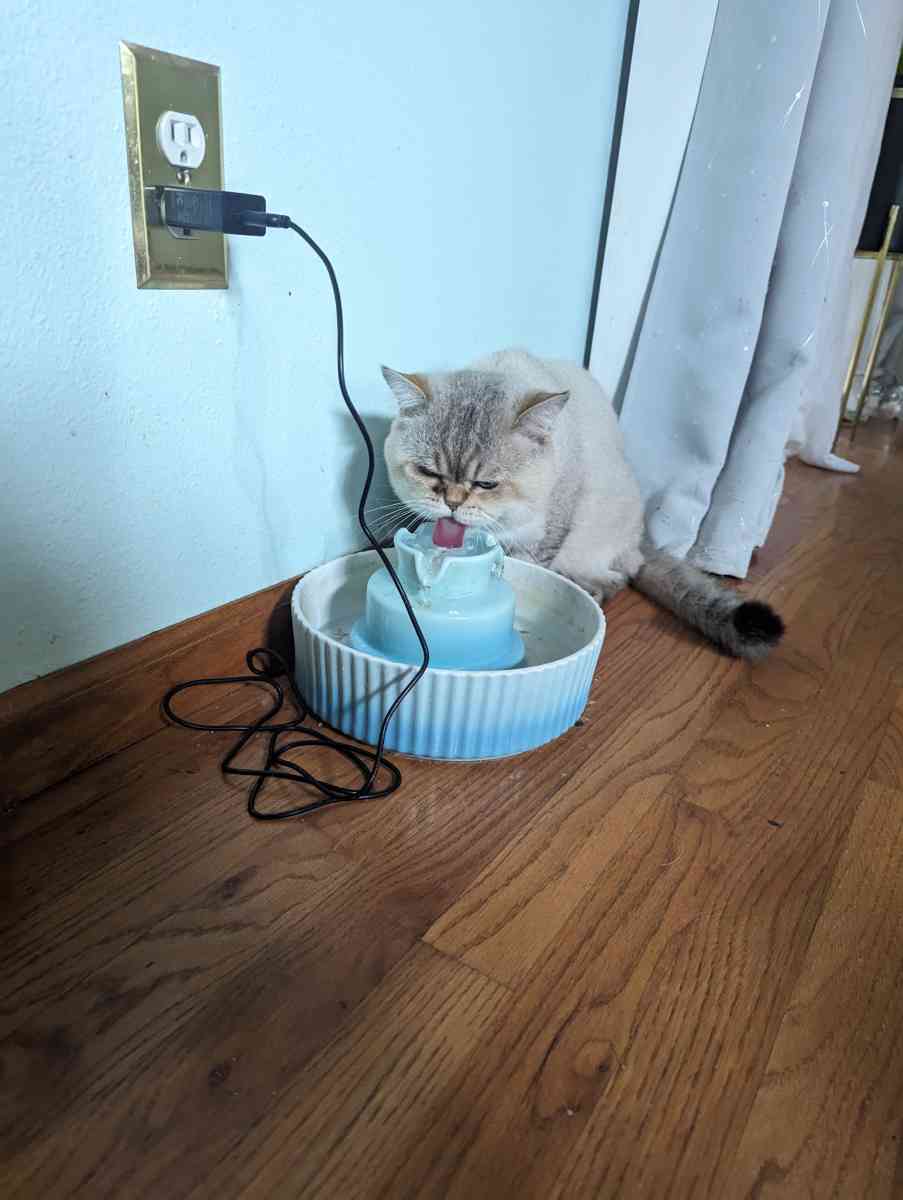 adult male chinchilla male full grown