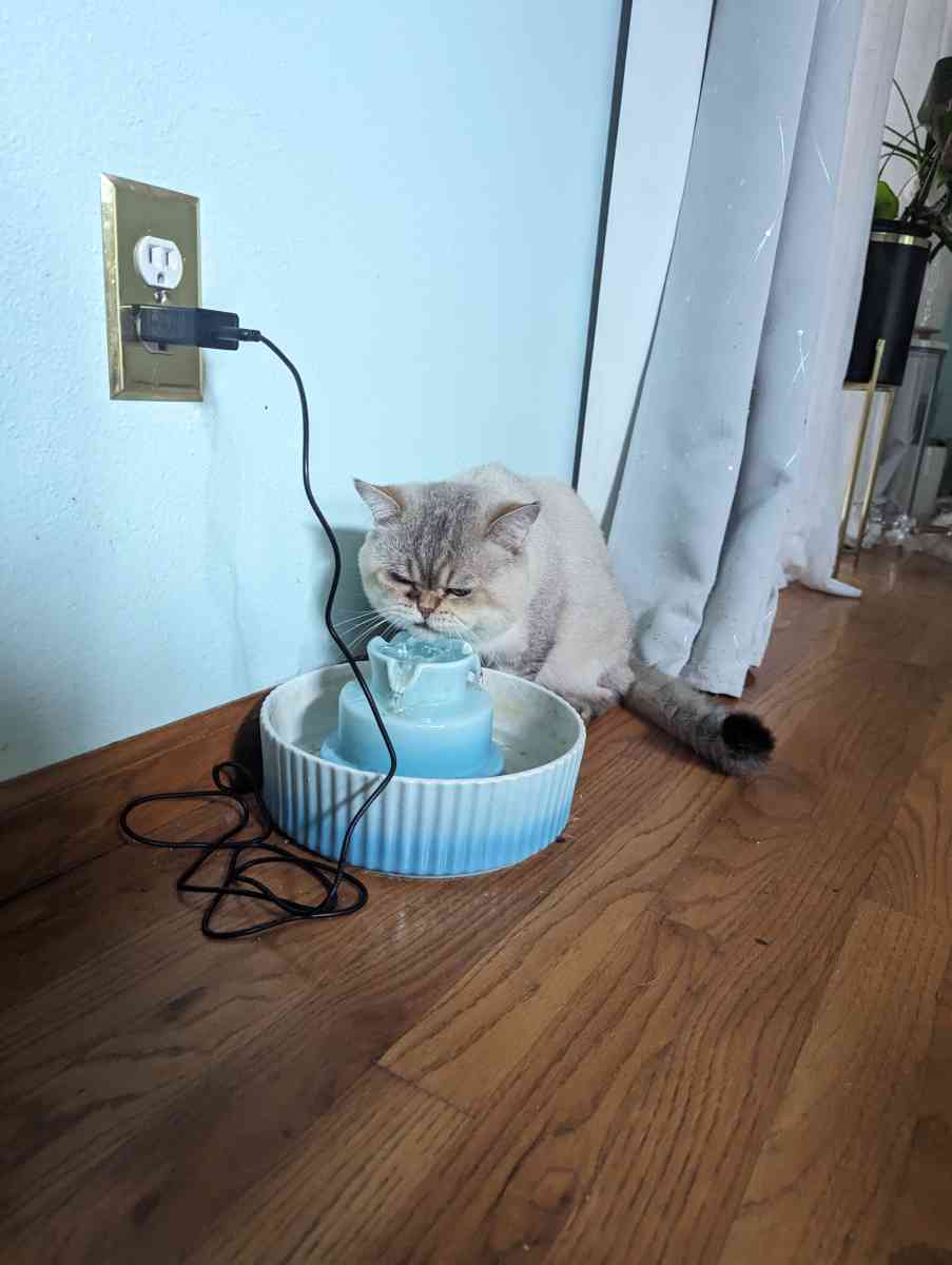 adult male chinchilla male full grown