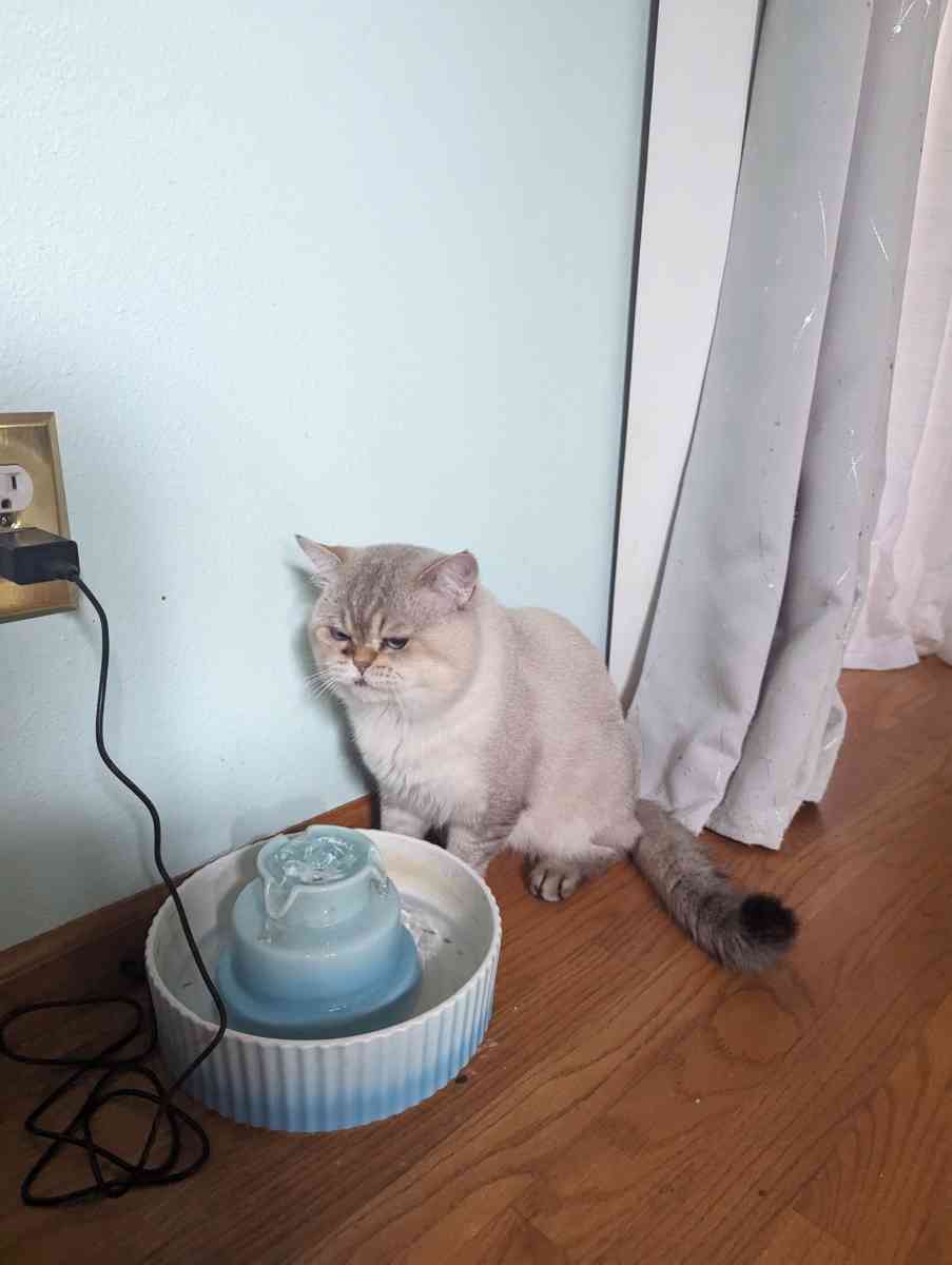 adult male chinchilla male full grown