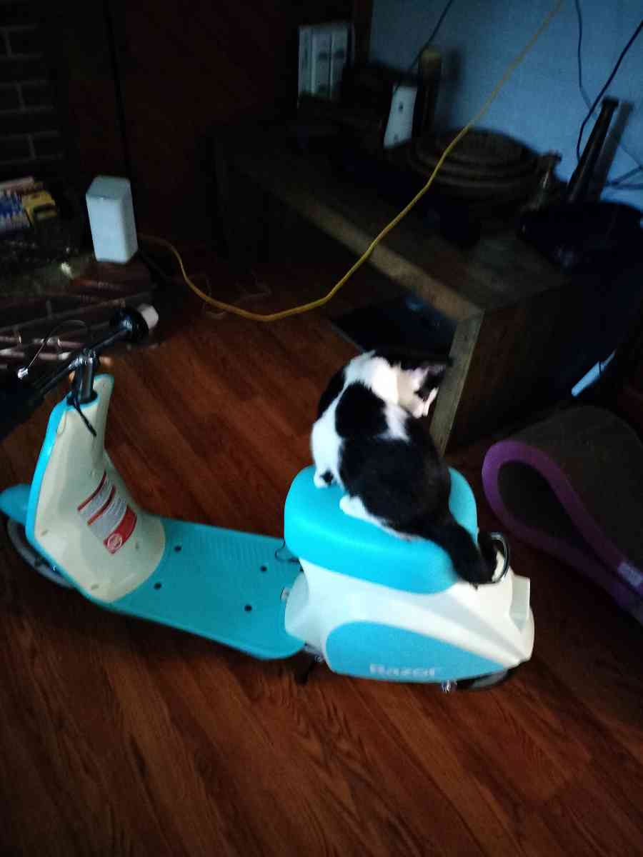 razor pocket pod petit