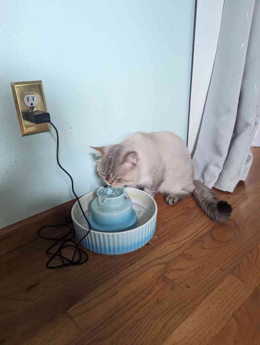 adult male chinchilla male full grown