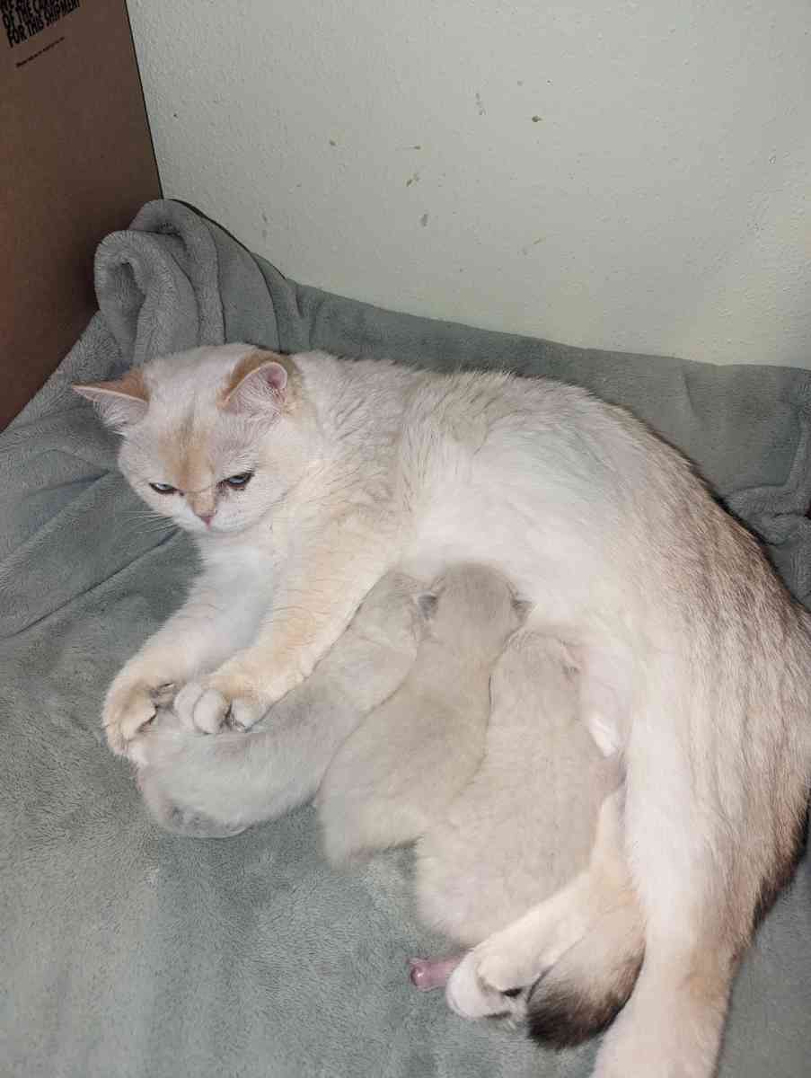 white kitten chinchillas