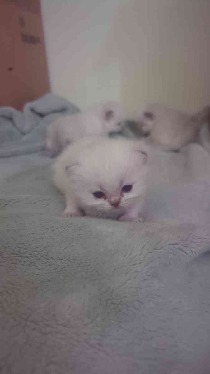 white kitten chinchillas