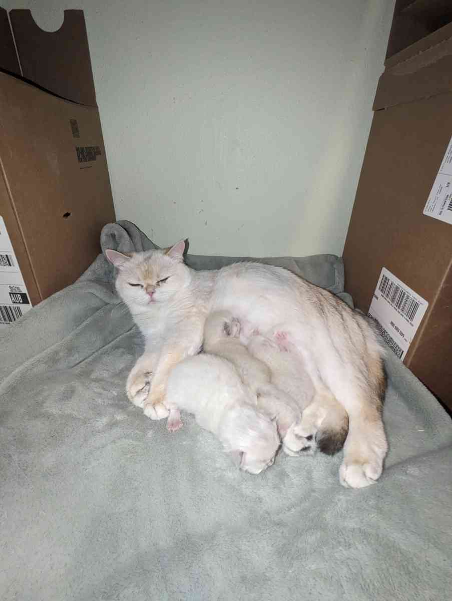 white kitten chinchillas