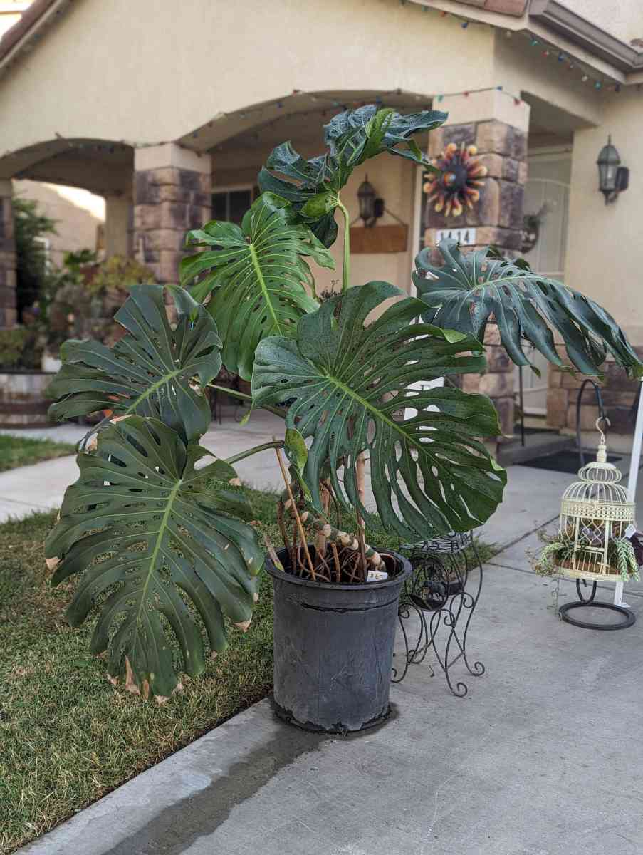 Plants and Arrangements