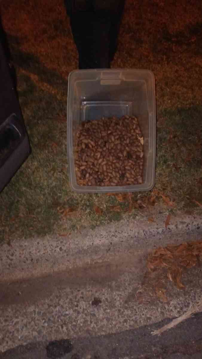 Pecans 5 gallon bucket or 3 per pound