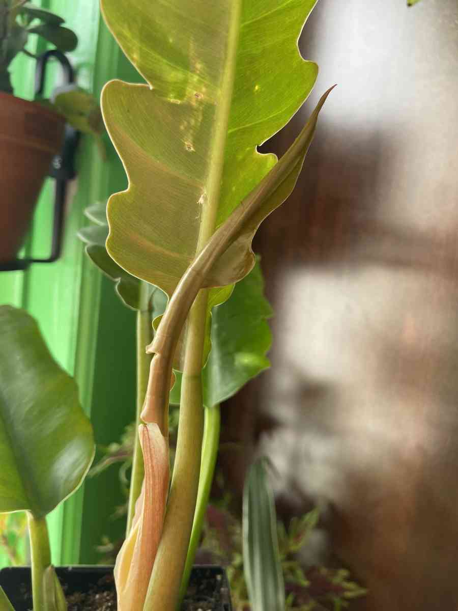 philodendron jungle boogie