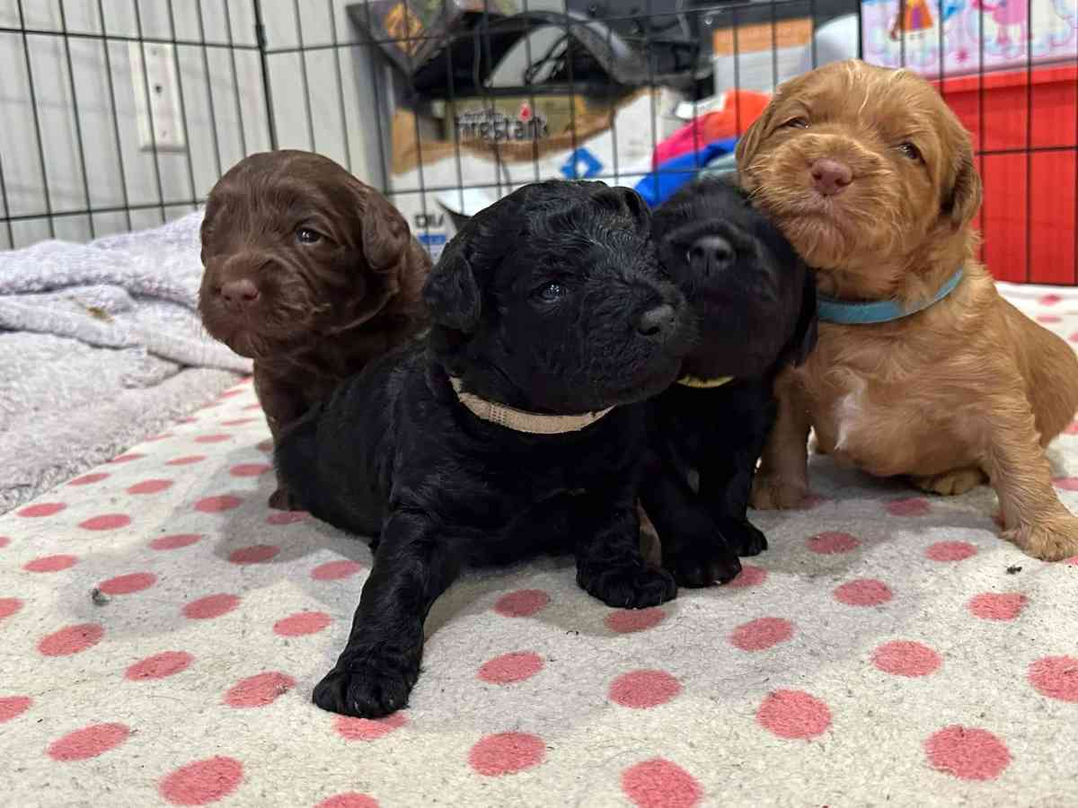 do write me shots including documents and record