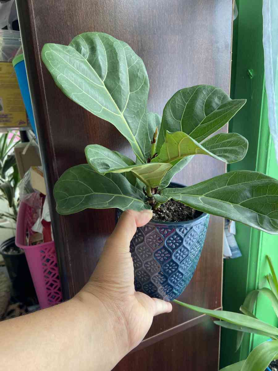 ficus Lyrata