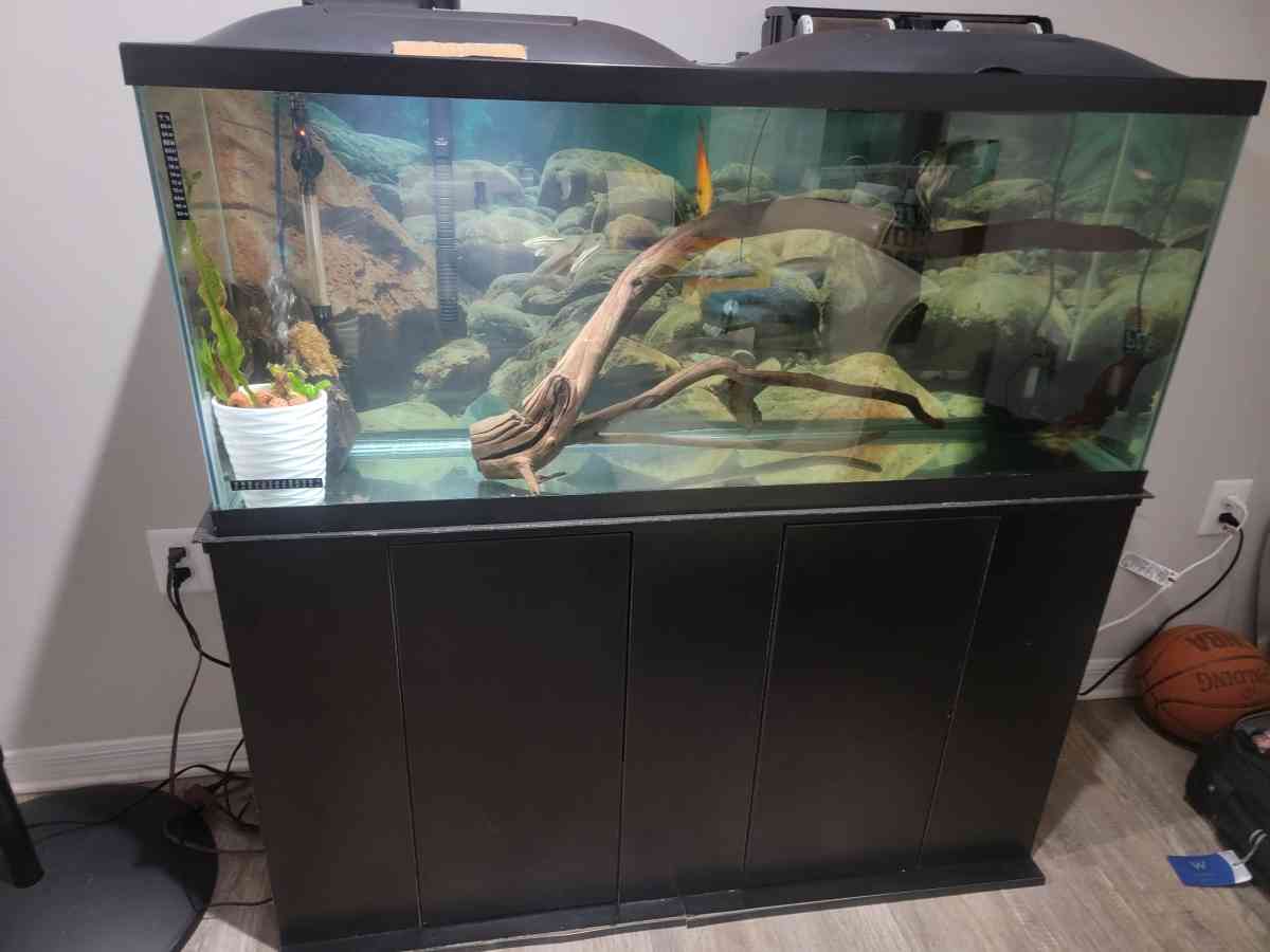 75 gallon Aquarium