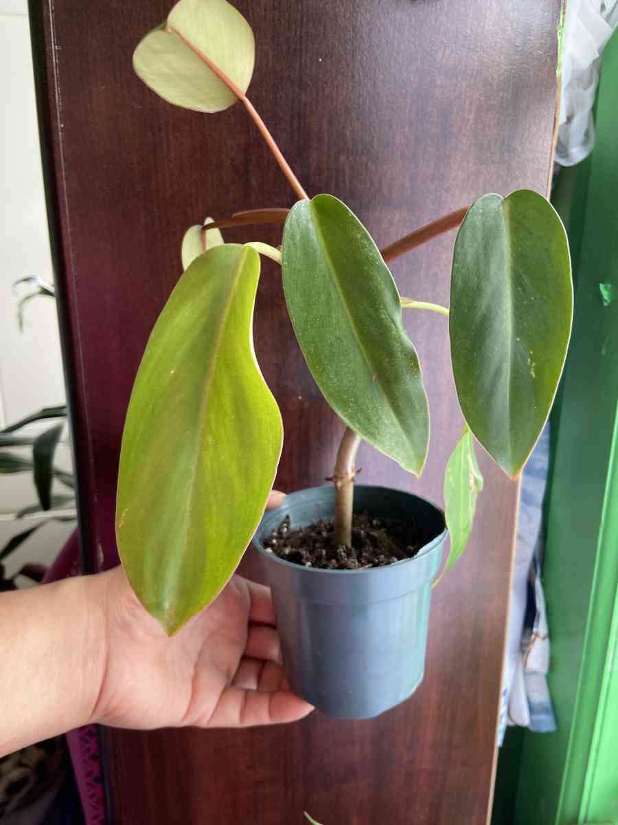 philodendron red emerald