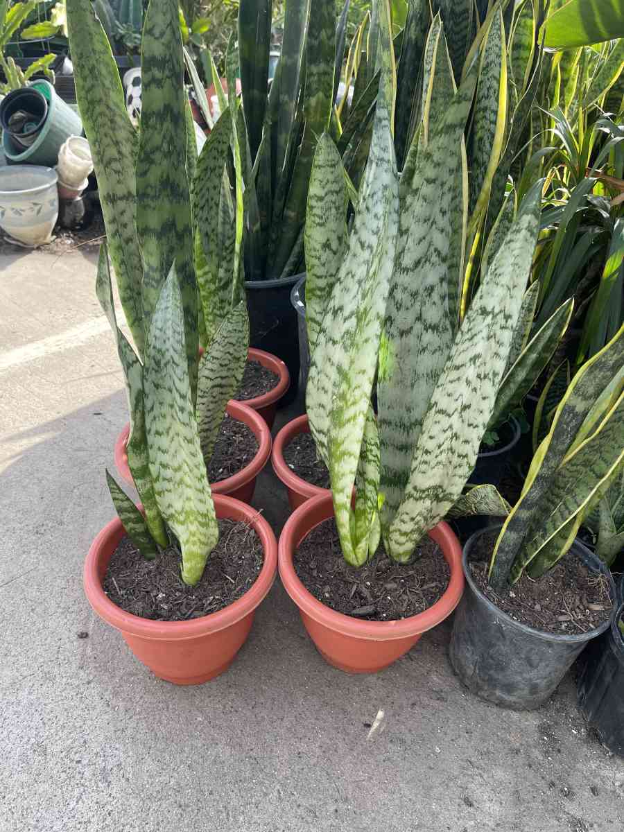snake plant