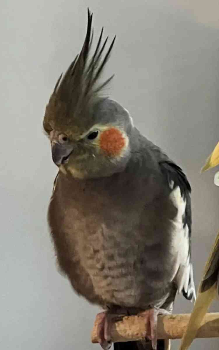 Large  Bird Cage  With Two cockatiel