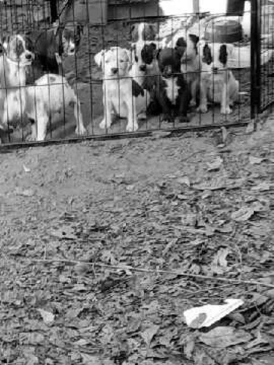 puppies  for free to a good home