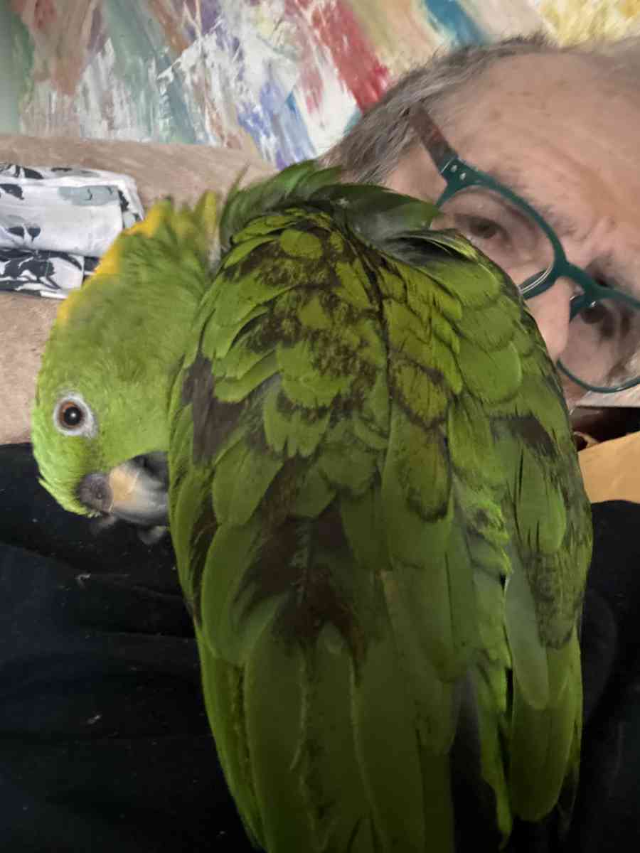 2  Perelli tires 19 inches