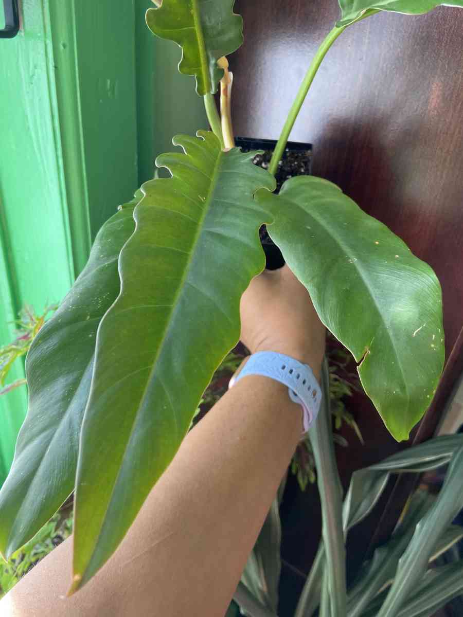 philodendron jungle boogie