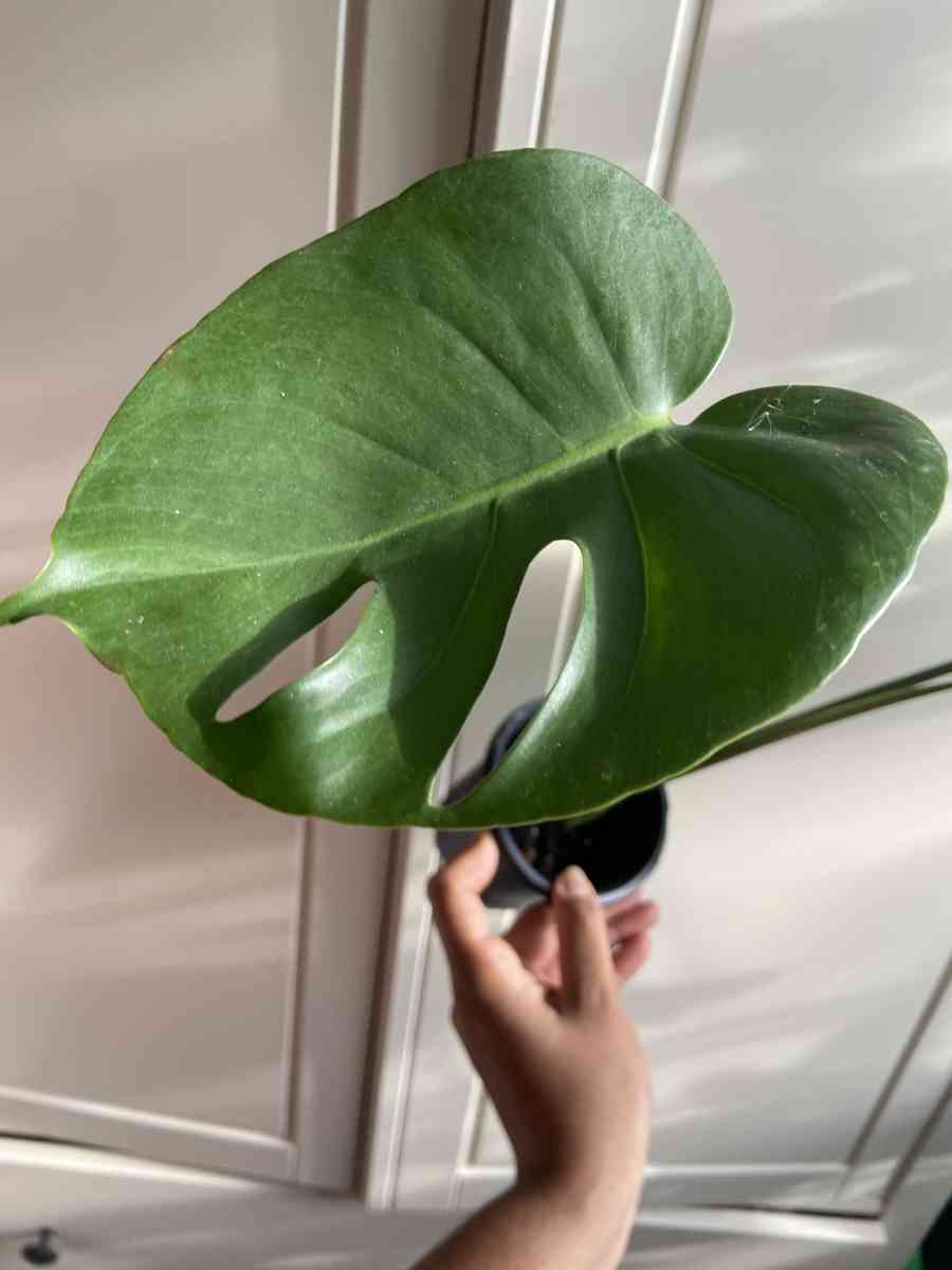 monstera