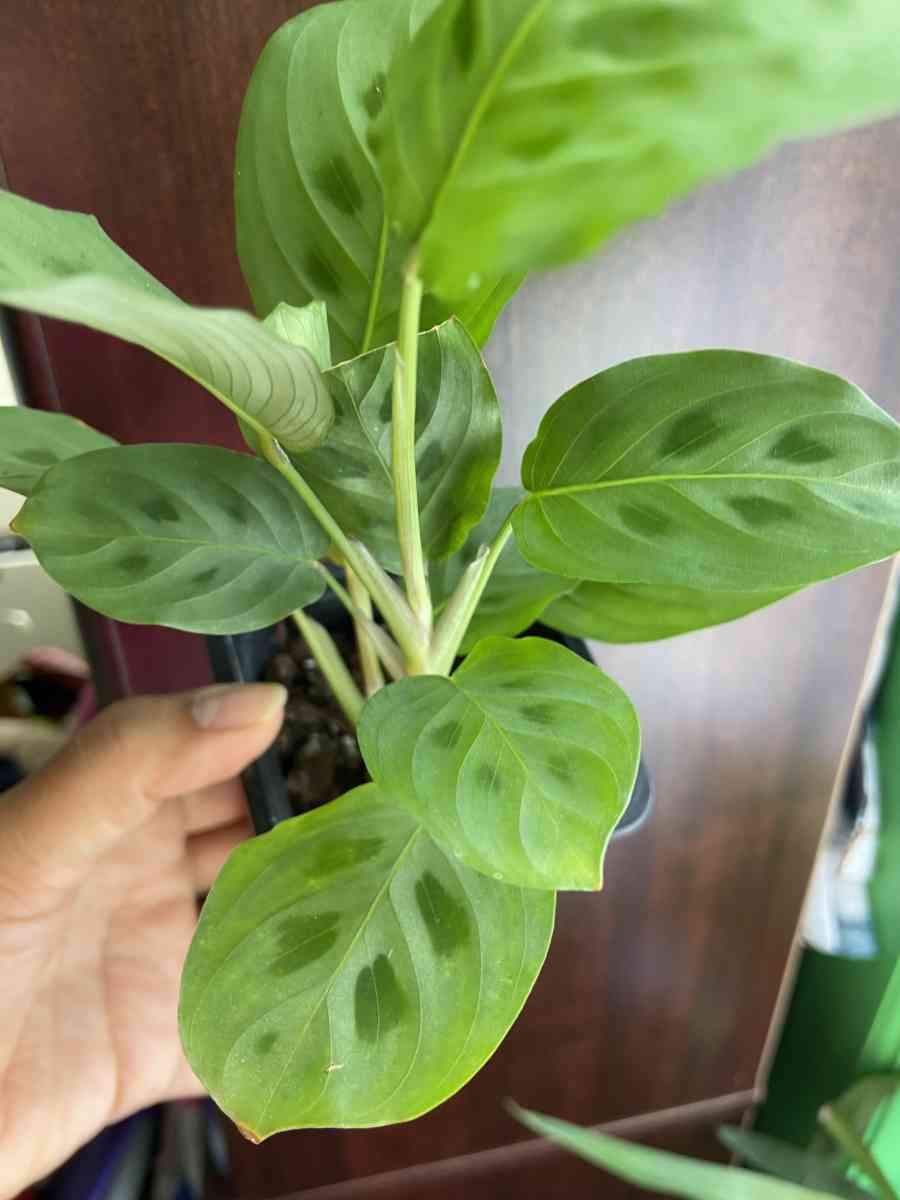 maranta Leuconeura