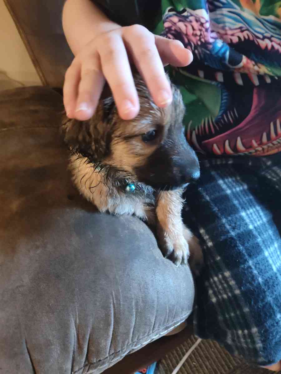 standard poodles mixed with bordercolie