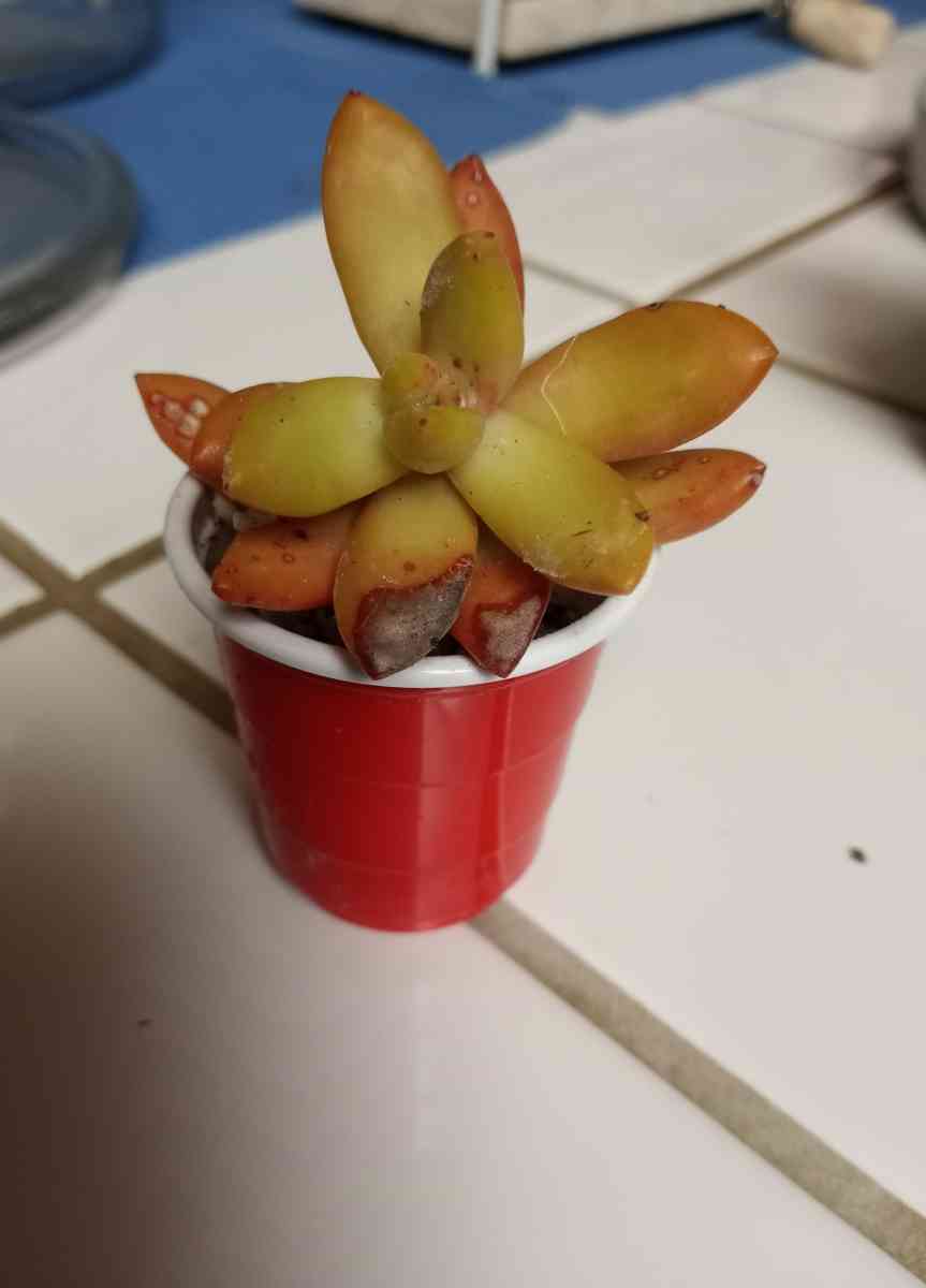 Sedum Copperstone succulents