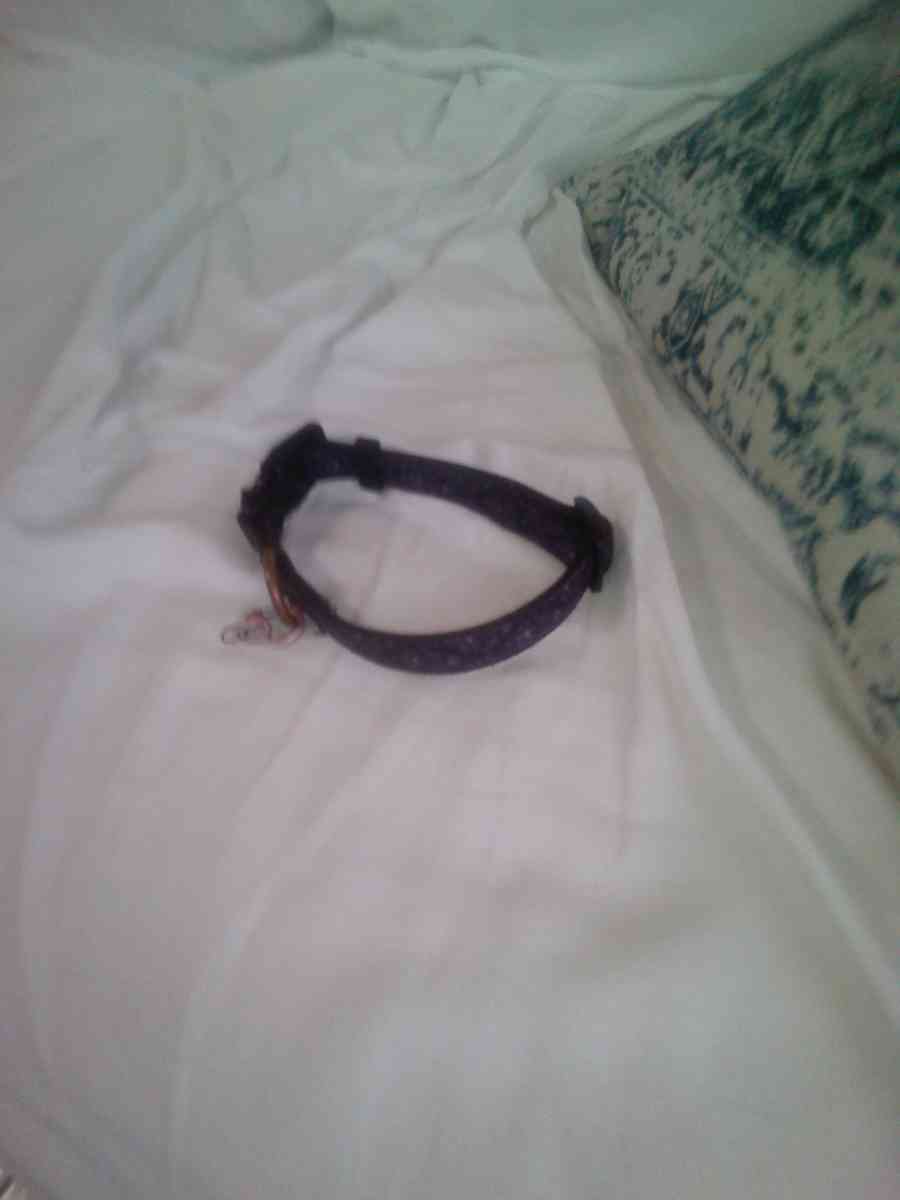 small dog or cat Mickey mouse collar