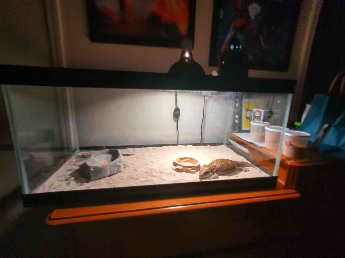 selling juvenile  female savannah monitor