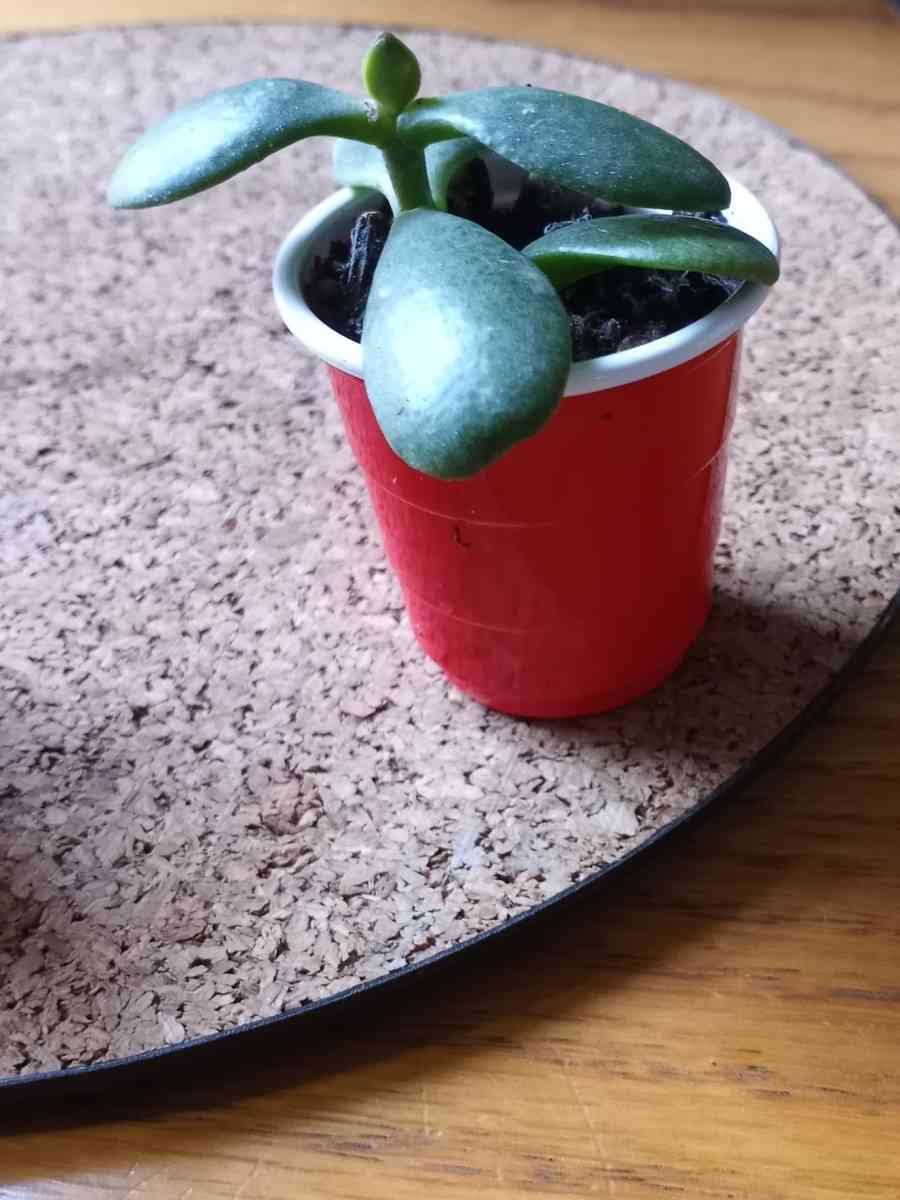 Jade succulents