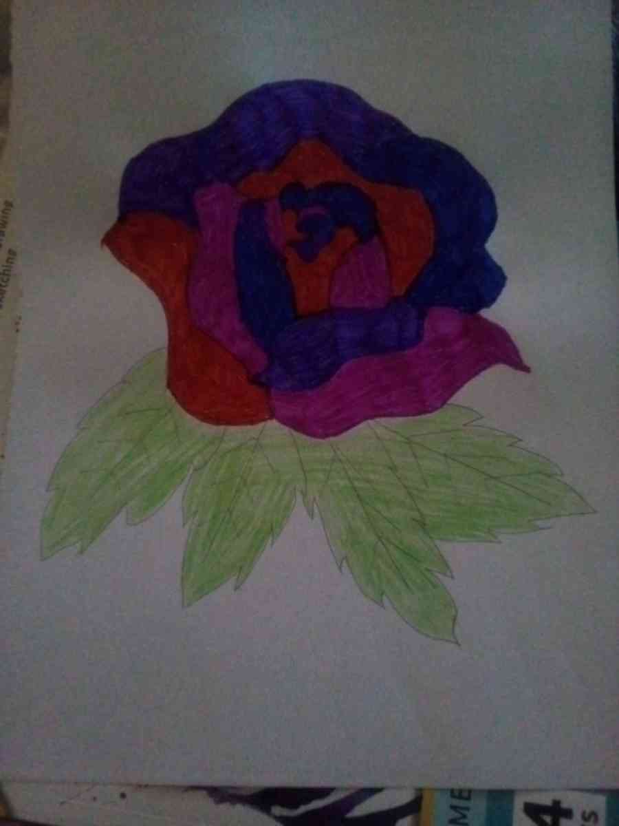 rose drawing