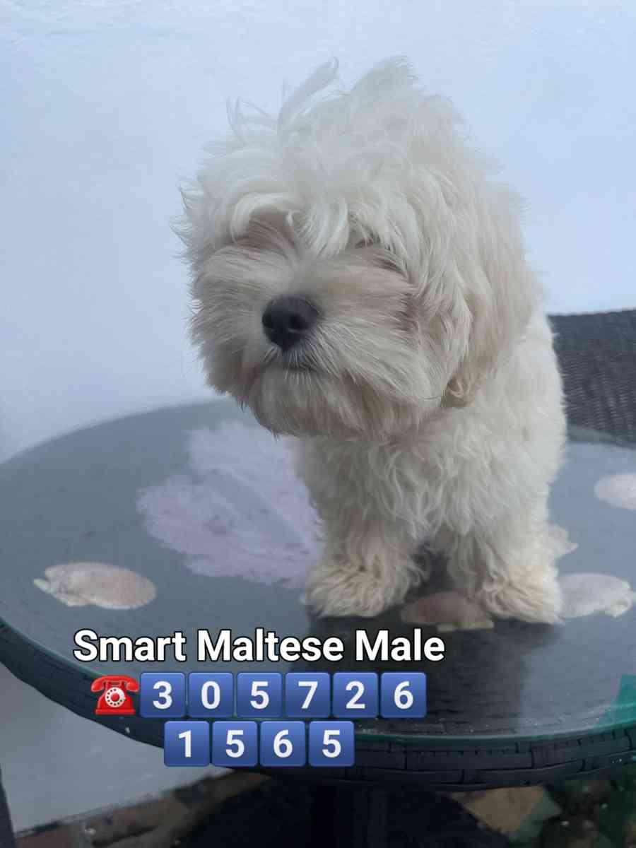 MALTESE MALE