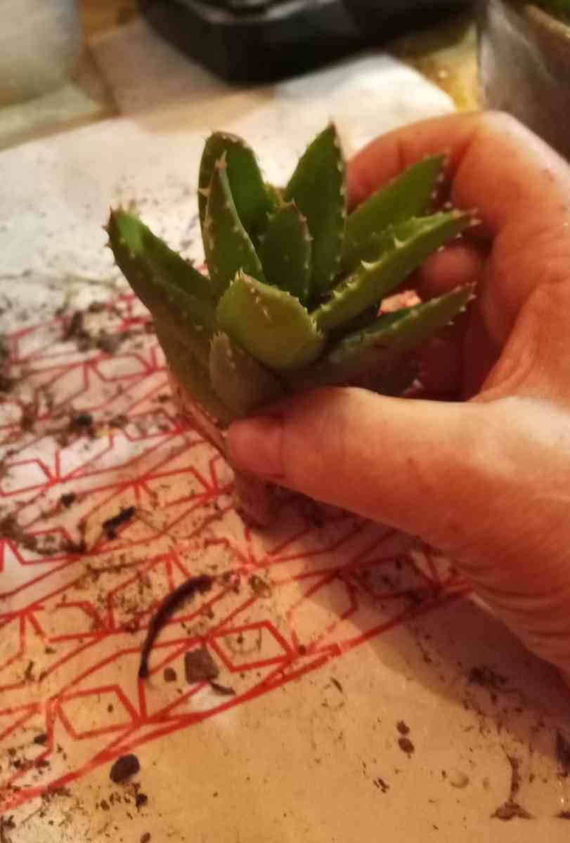 succulents mitre aloe