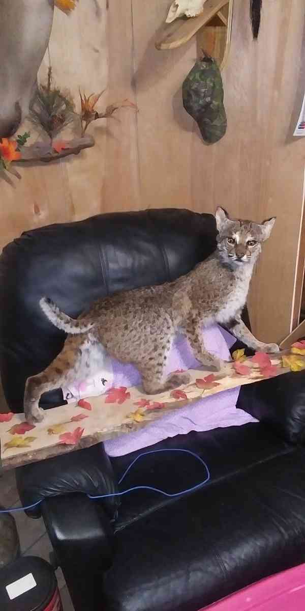 cabin decor mounted bobcat