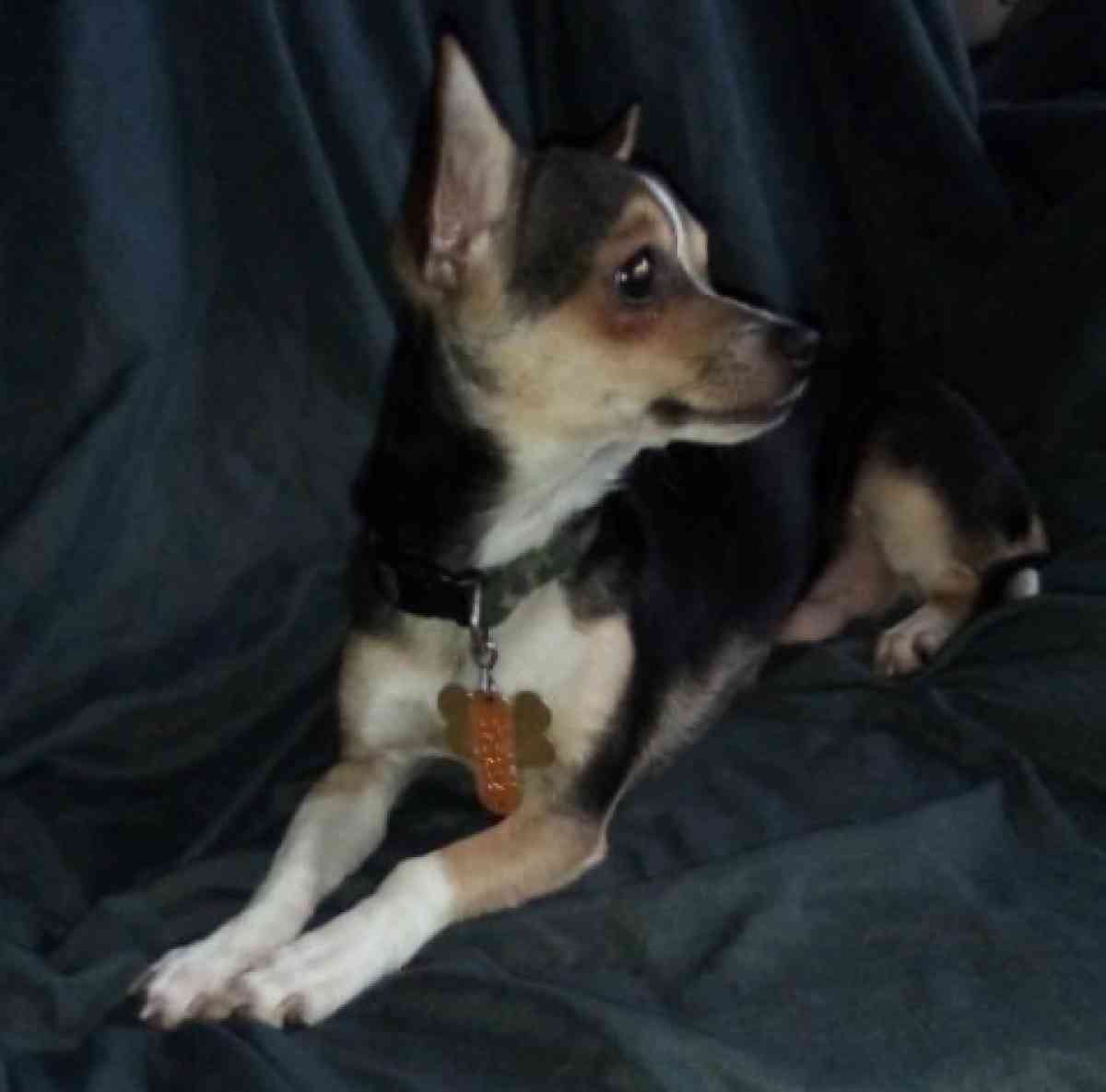 Chihuahua