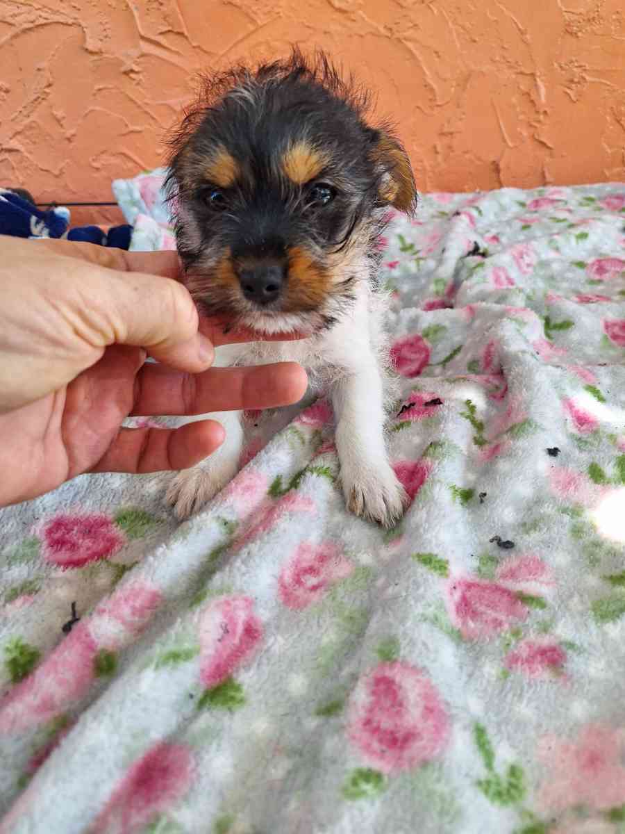 cachorros Yorkis Mix Chiguagua