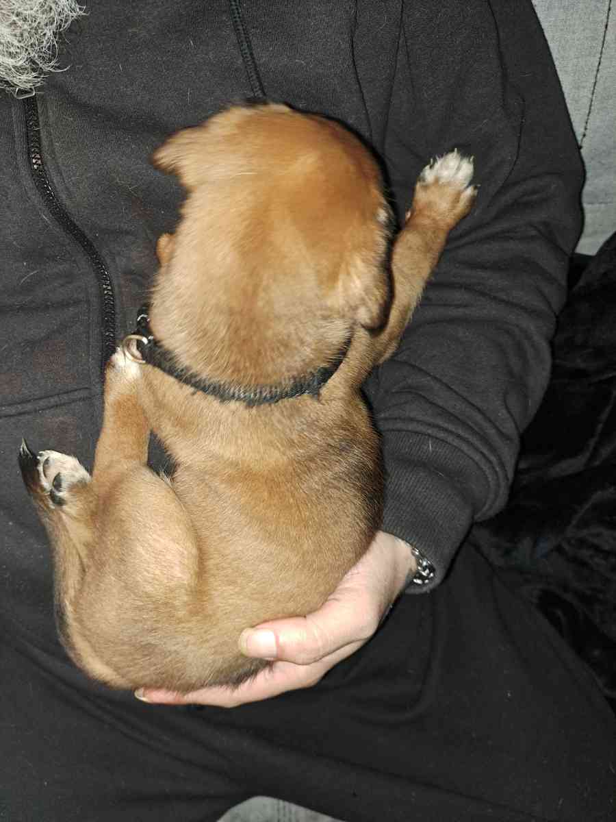 Old English Mastiff Puppies
