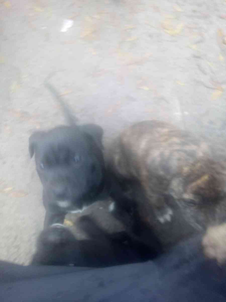 puppies yellow Jon sandman