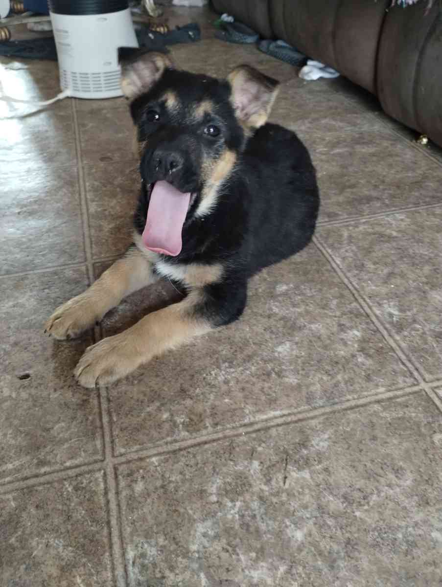 German Sheperd puppies